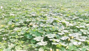 Bogura farmers eye Tk5cr pumpkin yield