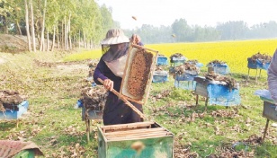 Apiculture a boon for many Rajshahi farmers 