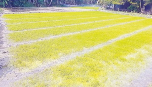 Khulna farmers growing Bangabandhu Dhan-100 