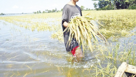 Bangladeshi scientists sequence salinity, flood tolerant rice genome 