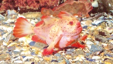 Rare pink handfish spotted in Australia for first time in decades 