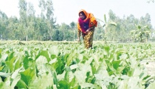 Kurigram flood-hit people rebuild their lives 