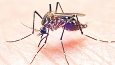 Invasive mosquitoes offer no relief to DNCC dwellers 