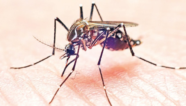 Invasive Mosquitoes Offer No Relief To Dncc Dwellers The Business Post