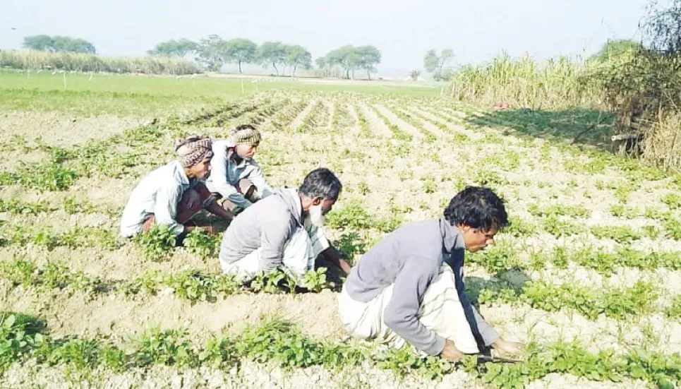 Winter vegetables offer robust returns to Rajshahi farmers 