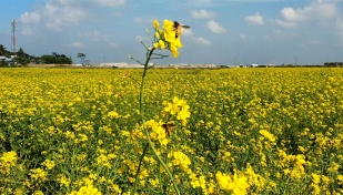 Farmers expect bumper mustard yield in Khulna