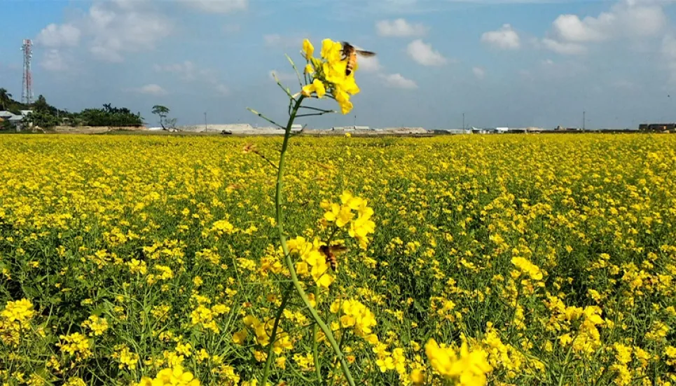 Farmers eyeing bumper mustard yield