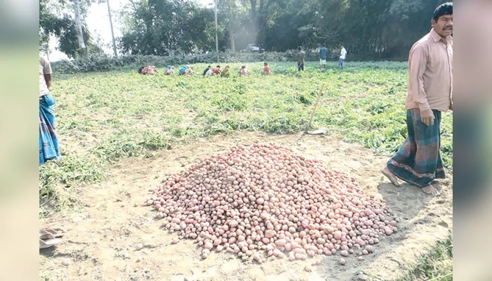 Panchagarh farmers happy with bumper potato production