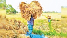 Govt procures over 80 tonnes Aman rice in Rajshahi division 