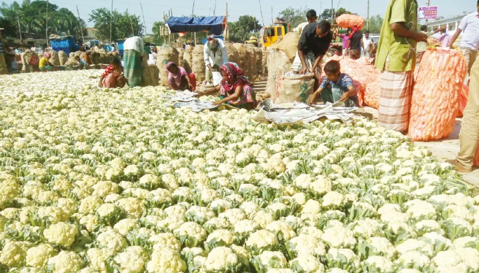 Bumper yield, fair prices delight Bogura farmers 