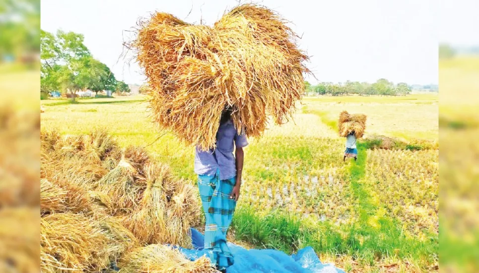 Govt procures over 80 tonnes Aman rice in Rajshahi division 