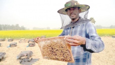 Bogura beekeepers busy collecting honey 