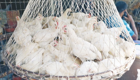 Chicken prices jump by Tk30 a kg 