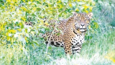 Jaguar released in Argentina to help endangered species 