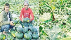 High profit expected from pumpkin cultivation 