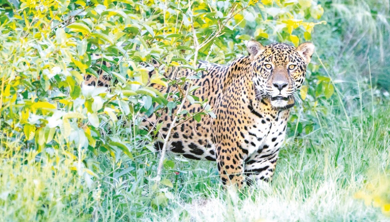 Jaguar released in Argentina to help endangered species - The Business Post