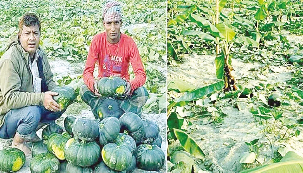 High profit expected from pumpkin cultivation 