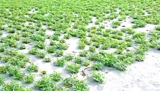 Rajshahi farmers await bumper groundnut yield