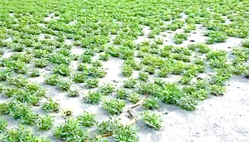 Rajshahi farmers await bumper groundnut yield