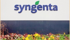 Syngenta appeals Italy’s veto of seed producer deal 