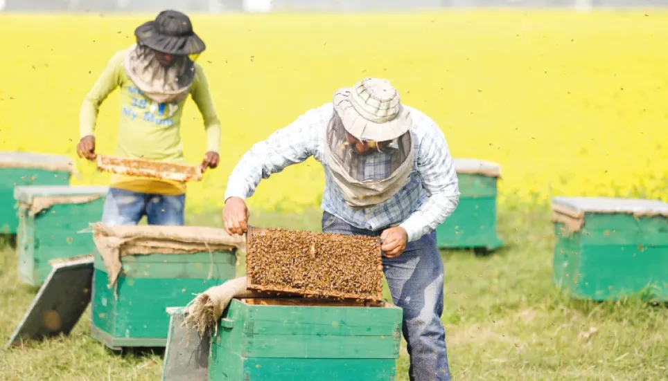 Apiculture: A boon for northern farmers 