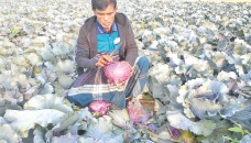 Red cabbage cultivation makes farmer Belal happy 