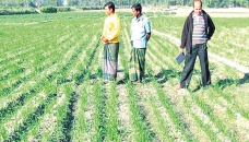 Rangpur wheat farmers expect bumper production 