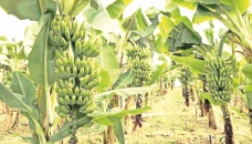 Banana cultivation brings fortune to many in Rangpur region 