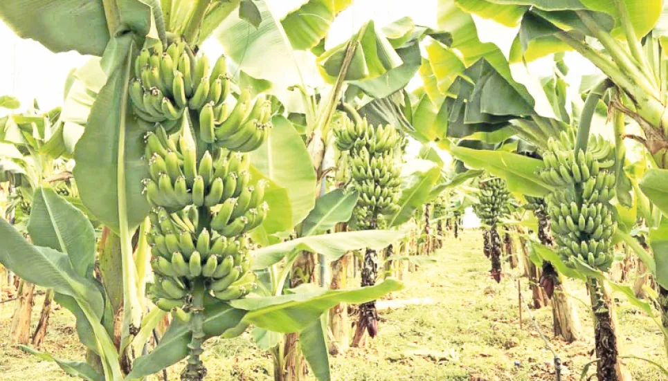 Banana cultivation brings fortune to many in Rangpur region 