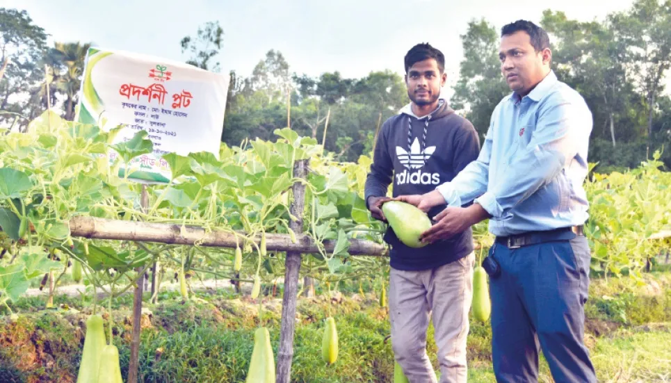 Hybrid bottle gourd cultivation turns boon in Sreemangal 