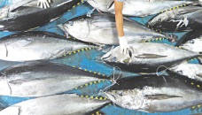 Bangladesh deploying ships for Tuna fishing 