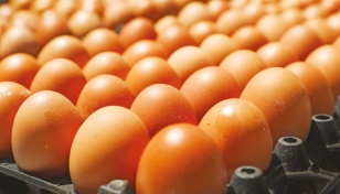 Wholesale egg prices dip slightly