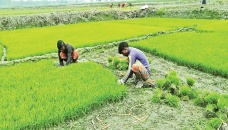 Transplantation of Boro seedlings gets momentum in Rangpur