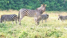9 Zebras die at Gazipur Safari Park in 3 weeks