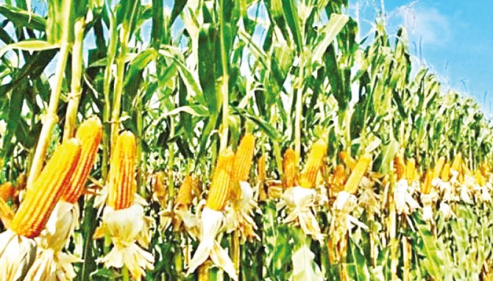 Record maize output likely in Rangpur region