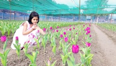 Dutch tulips now growing in Panchagarh 