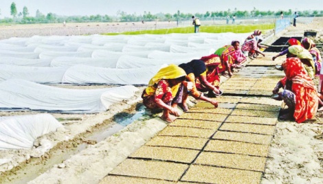 Tray seedbed gains popularity in Rangpur 