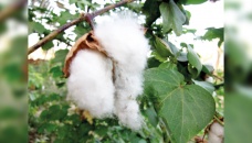 Bangladesh to get GI tag for phuti karpas cotton 