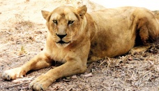 African lioness dies at Safari Park in Gazipur 