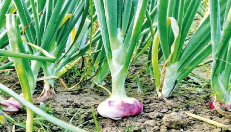 Over 3, 0000 tonnes onion yield expected in Jamalpur 