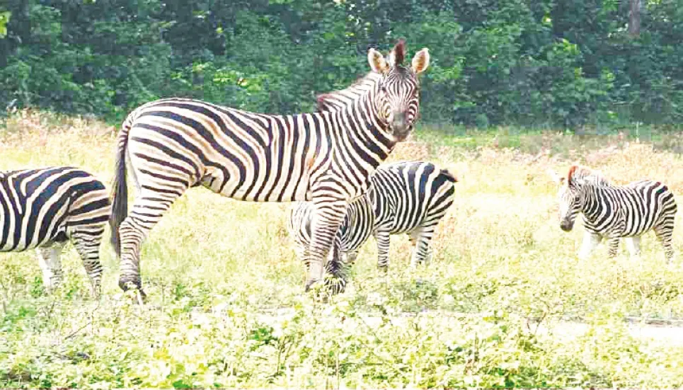 CID probes animals’ death at safari park 