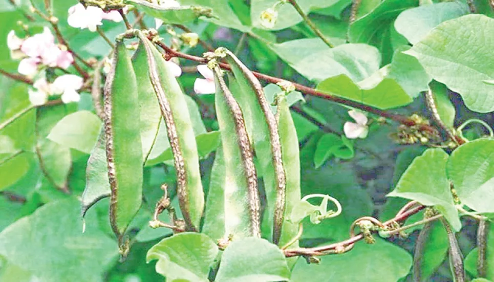 Bean farming brings smile to Narsingdi farmers