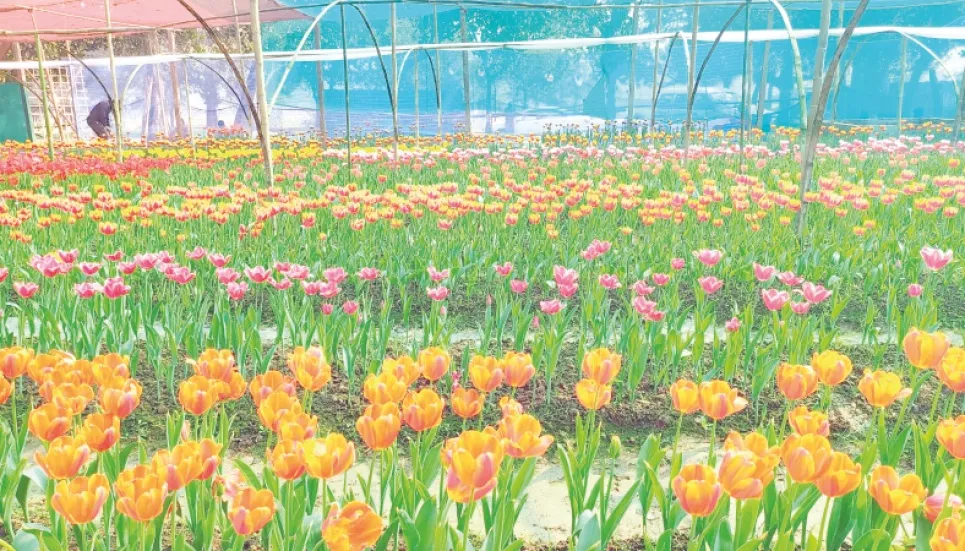 Tulip growers hope good sale on Valentine’s Day 