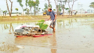 Paddy transplanters now popular among Rangpur farmers 