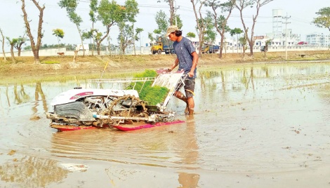 Paddy transplanters now popular among Rangpur farmers 