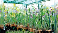 Online nursery business gaining popularity 