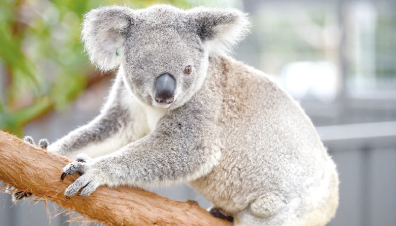Koala listed as endangered after Australian governments fail to halt its  decline, Endangered species