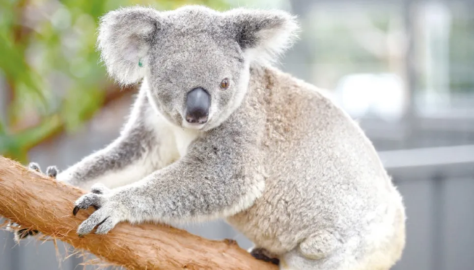 Koala listed as endangered animal in Australia 