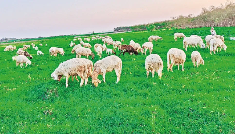 Sheep farming getting popular in Bogura 