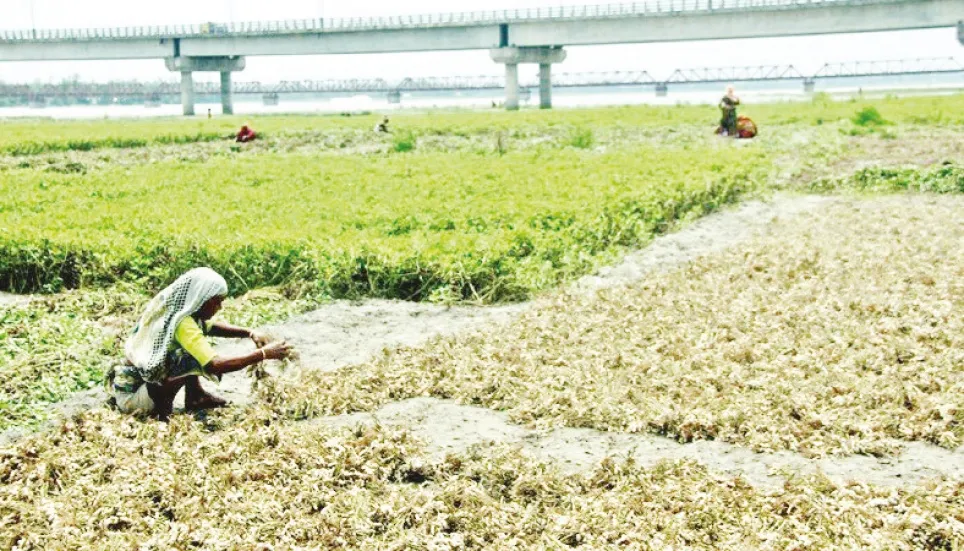 Rangpur peanut farmers happy over bumper yield 